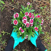 Waterproof Garden Gloves with Claws